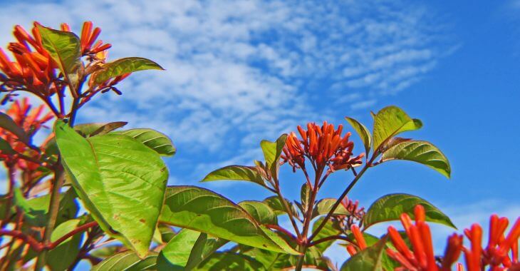 Firebush Plant