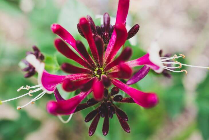 Firecracker Plant