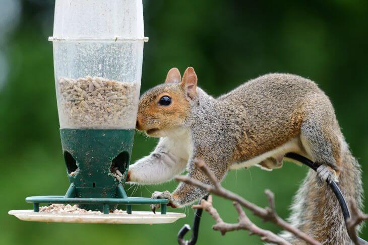 A squirrel looking for food in a garden bird feeder.