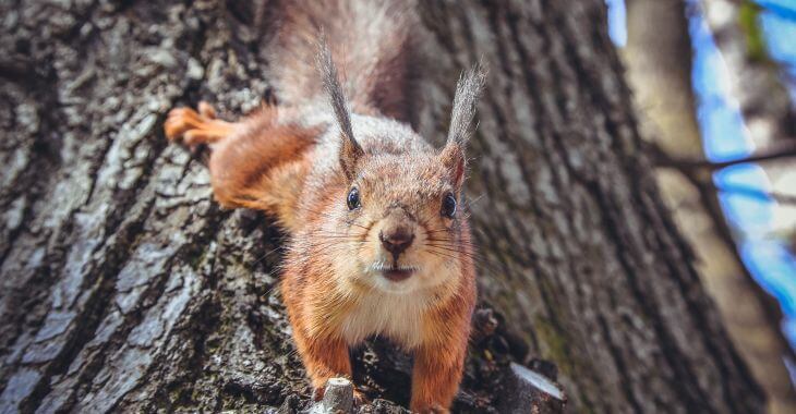 A squirrel climbing down a tree in the yard.