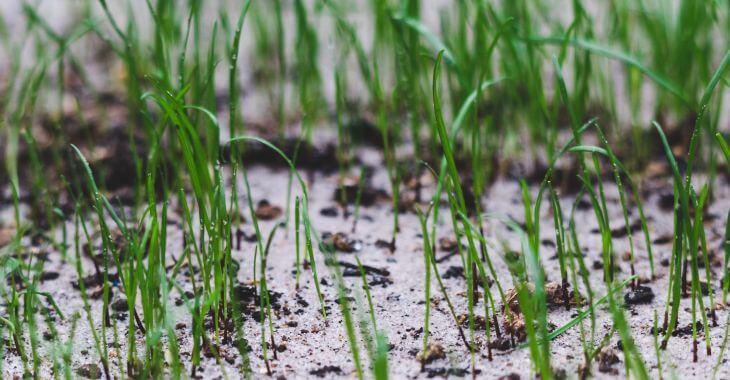 New grass growing on sandy soil.