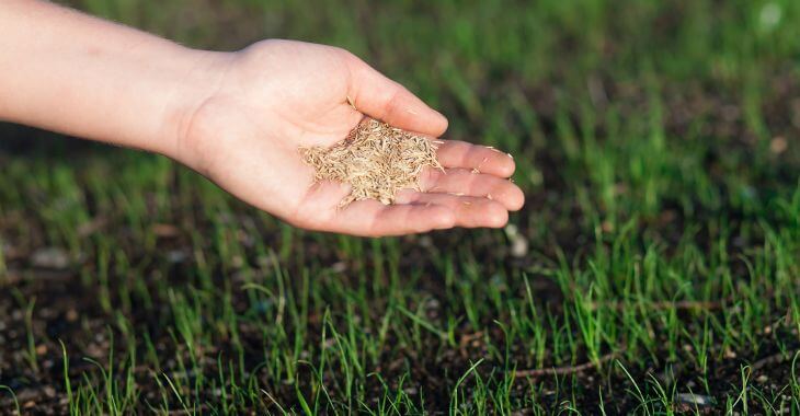 Open hand with grass seed for reseeding the lawn.