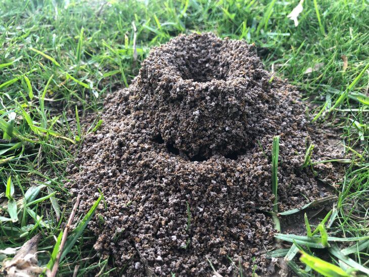 A high anthill in the grass.