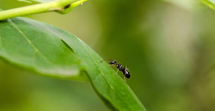 Black ant crawling up a green leaf.