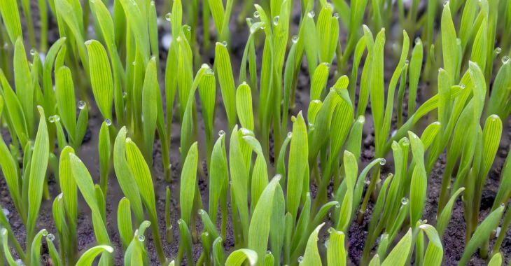 Germinating grass