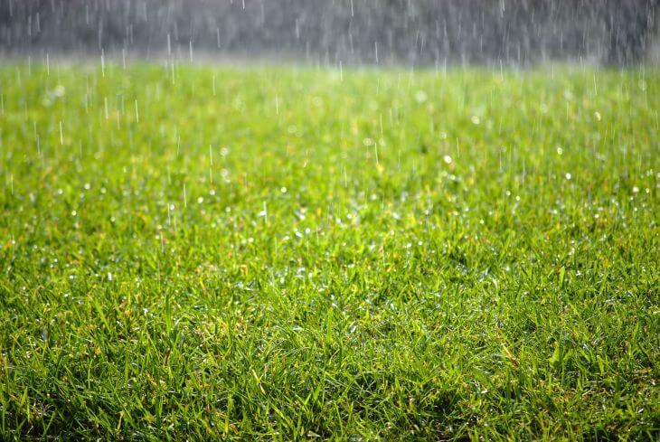 Wet lawn in the rain.