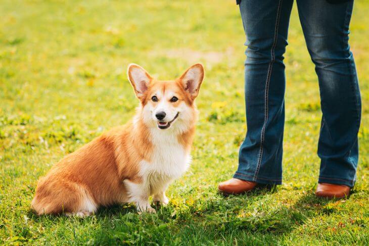 An owner with a dog sitting on grass.