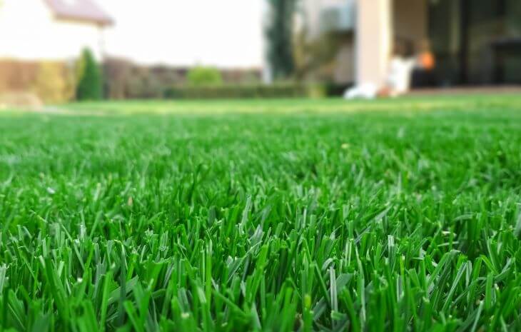 Lush lawn after dormant grass reviving.