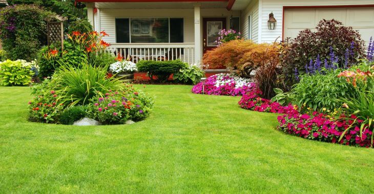 A beautiful front yard lawn after grass reviving.