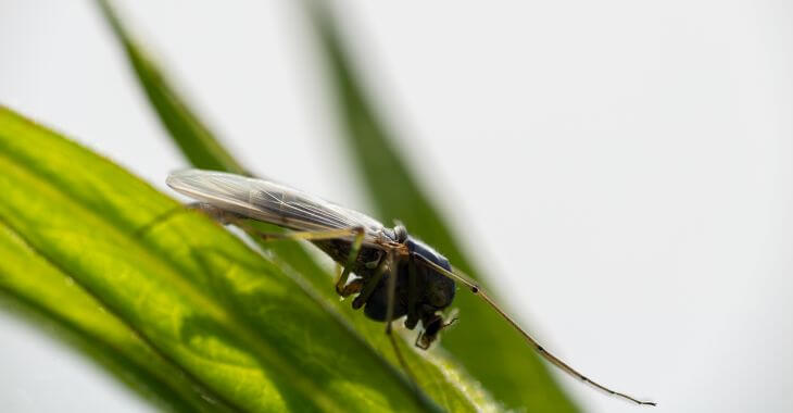 a gnat sitting on a green leaf