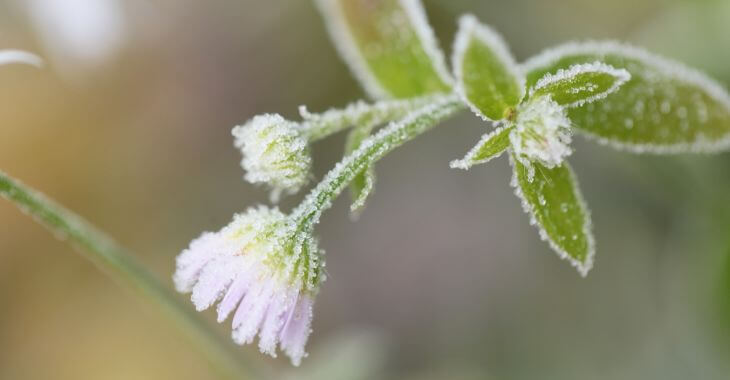 a flower covered in frost