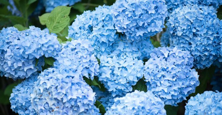 Blue Hydrangea