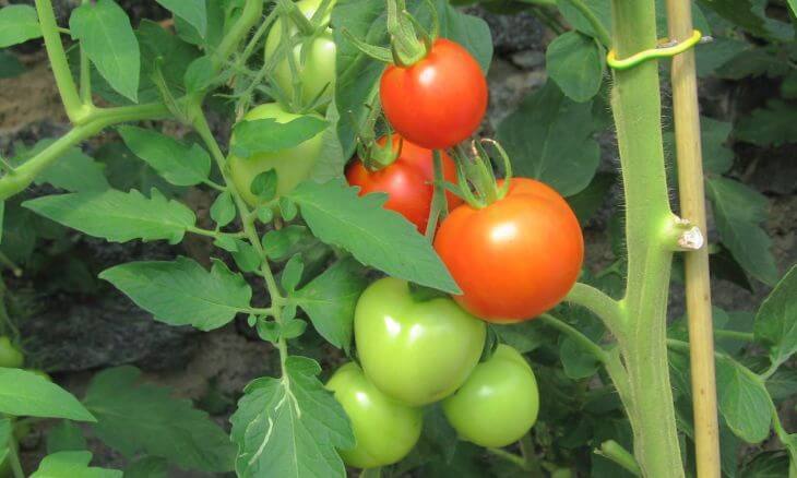 tomato plant