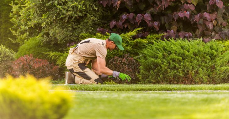 A professional landscaper checking the lawn and plants in the yard for weeds. 