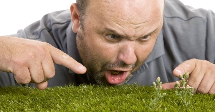 Frustrated man looking at new weeds on his lawn and wondering what kills weeds permanently.