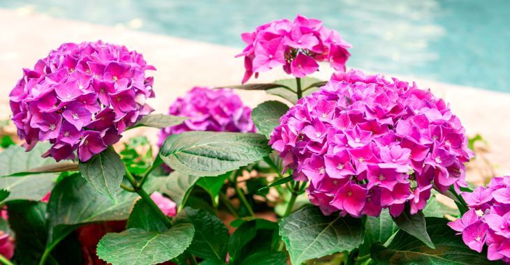 Hydrangeas