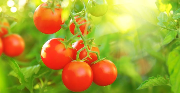 tomato plant 