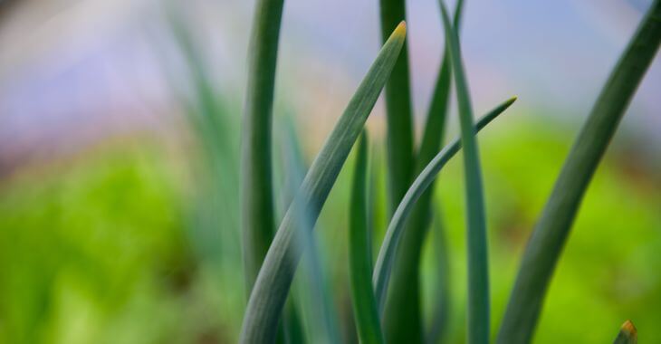 onion grass weed