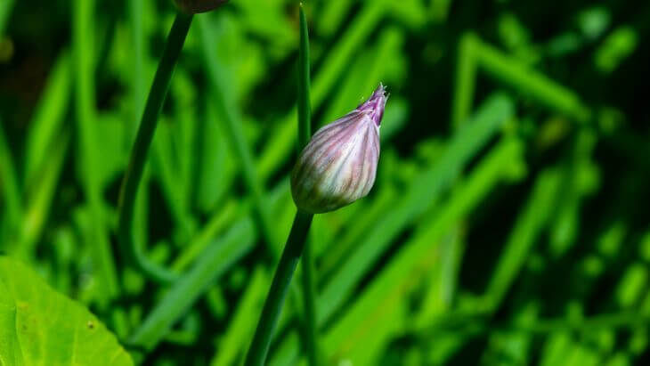 onion grass bulb