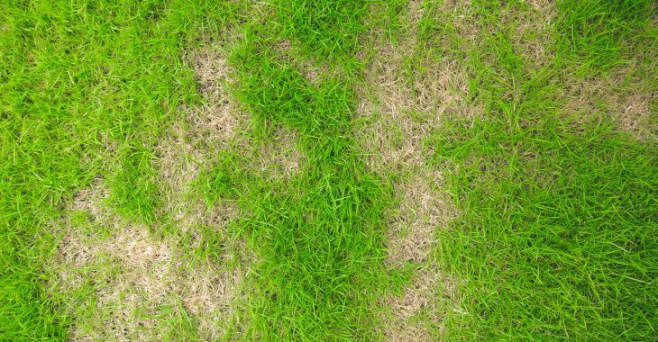 Grub Worm Lawn Infestation 