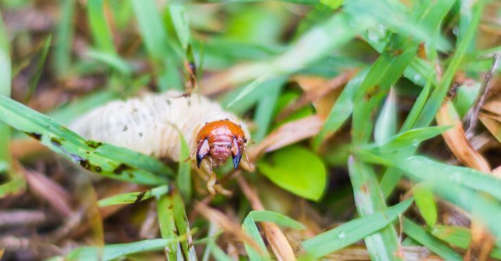 Grub worm in grass.