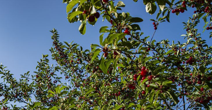 Cherry Trees