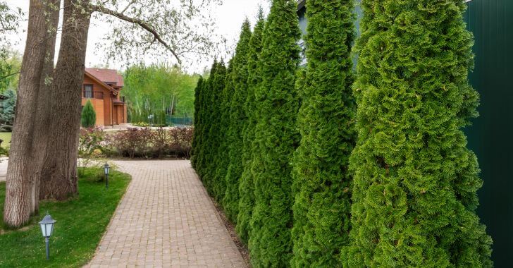 Row of tall evergreen thuja trees along front yard paver.