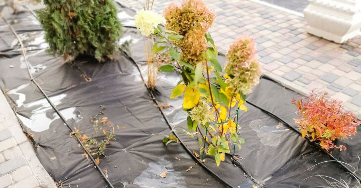 Plants prepared for winter.