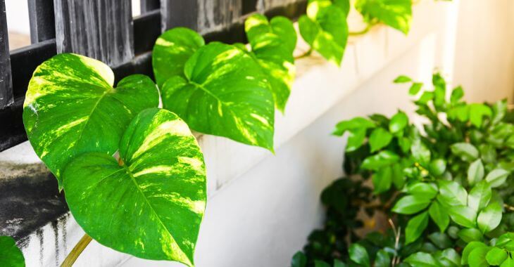 Pothos used for fence decoration.