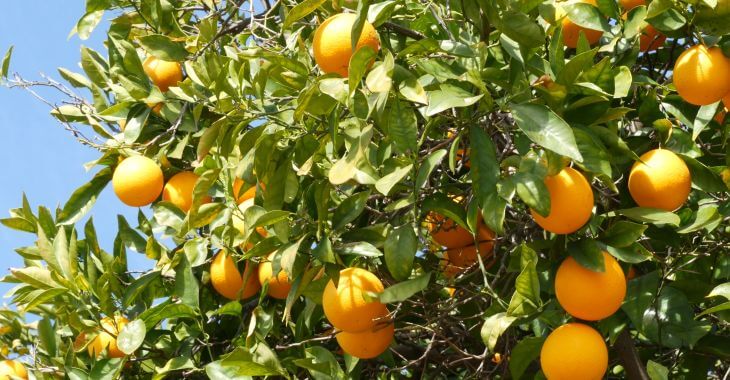 Citrus Trees