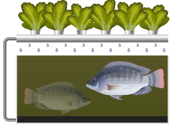 Aquaponics 