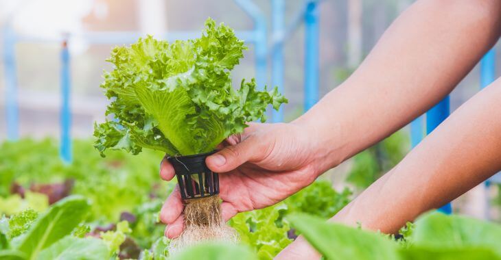 Lettuce being grown in hydroponic system.