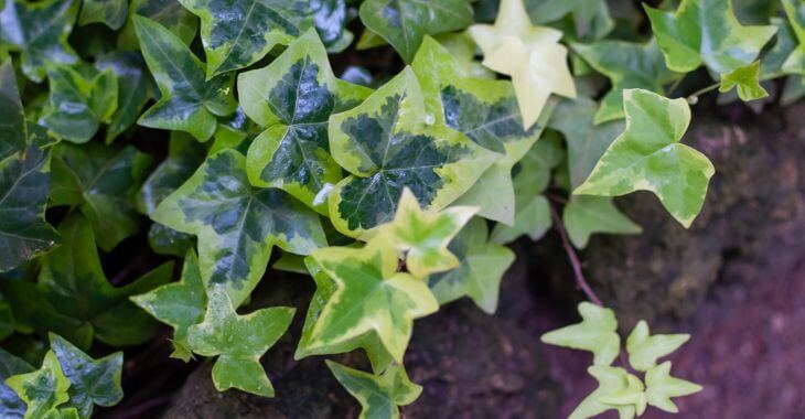 types of Ivy houseplants