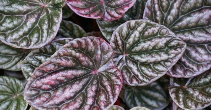 Peperomia Plants