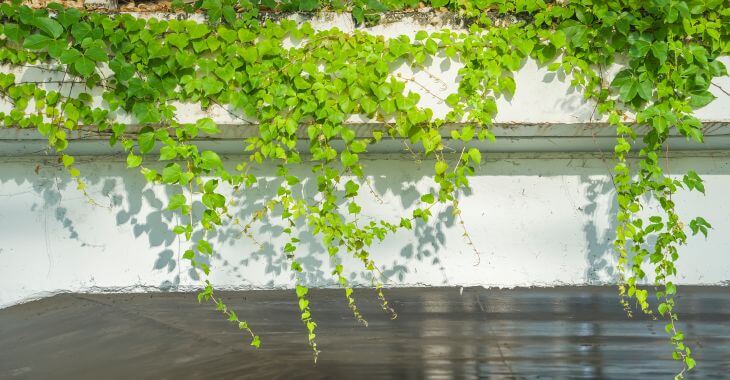 A backyard wall with type of ivy plant