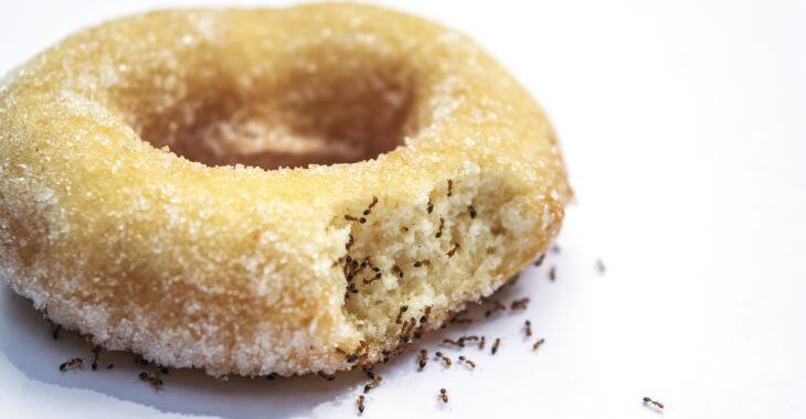 Sugar ants harvesting food from doughnut..