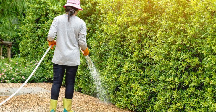 A woman with water hose watering dormant yellow grass.