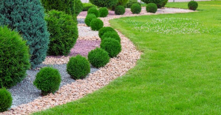 Manicured lawn and gravel mulch with evergreen plants.