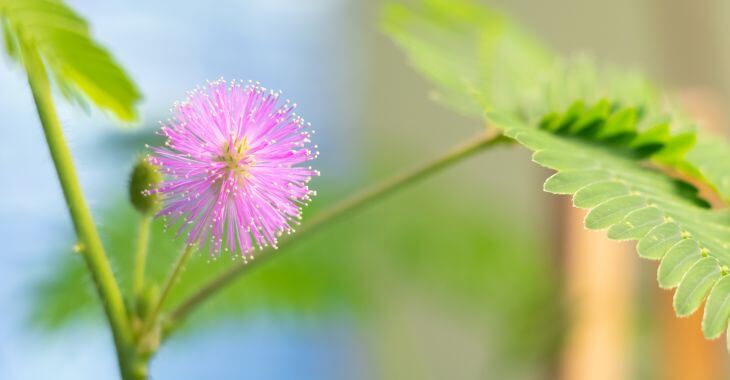 Mimosa Pudica