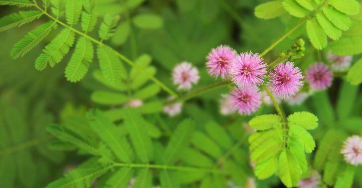 Mimosa Pudica