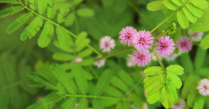 Mimosa Pudica