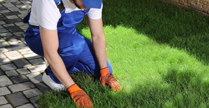 A professional landscaper installing sod in a yard.