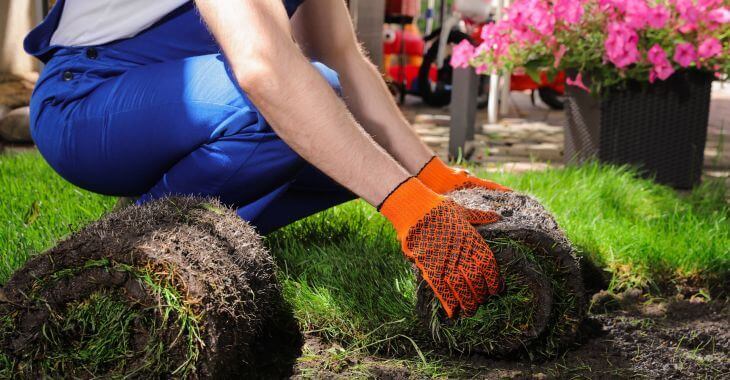 sod installation