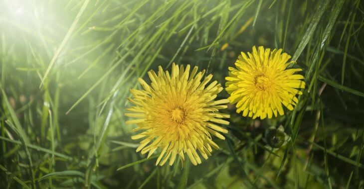 dandelions in grass