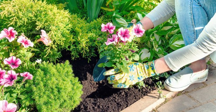 Woman planting seasonal flowers along the yard paver.