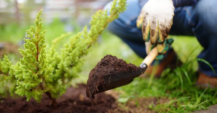 A gardener adding topsoil under green plants in the yard..