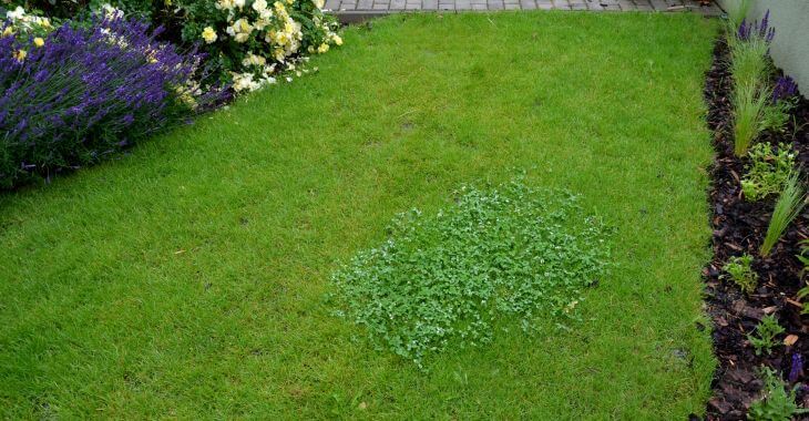 Chickweed on a manicured lawn.