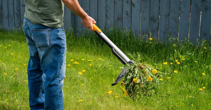 A man removing dandelion weeds from the lawn.