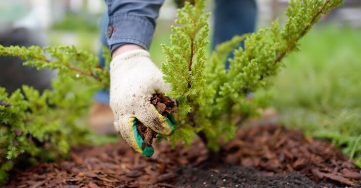 Gardener mulching spring garden with pine wood chips mulch.