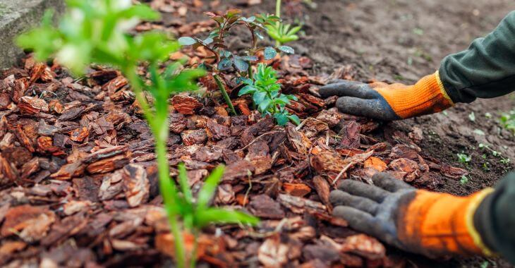 Gardener mulching spring garden with pine wood chips mulch.